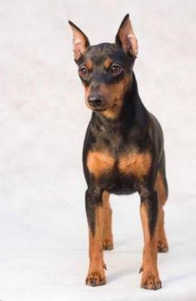 Miniature Pinscher Dog Breed Image 7