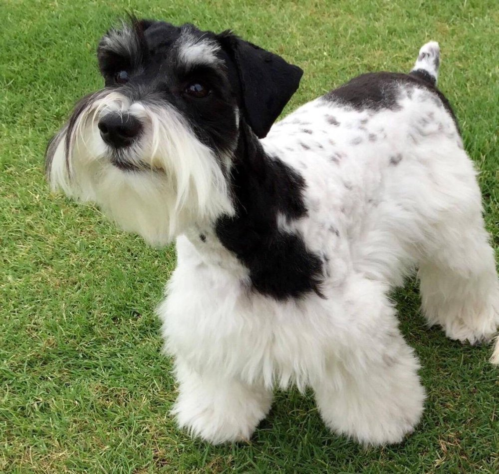 Miniature Schnauzer Dog Breed Image 14