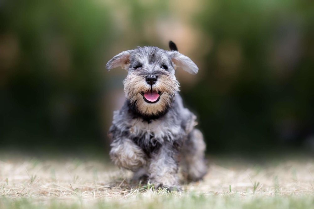 Miniature Schnauzer Dog Breed Image 15