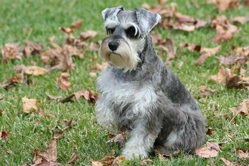 Miniature Schnauzer Dog Breed Image 20