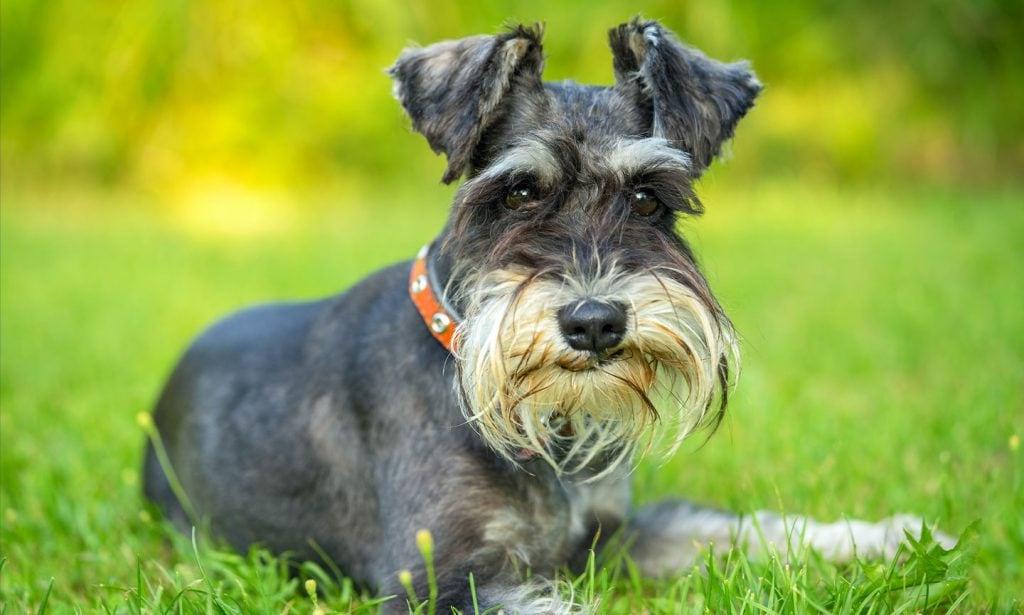 Miniature Schnauzer Dog Breed Image 4