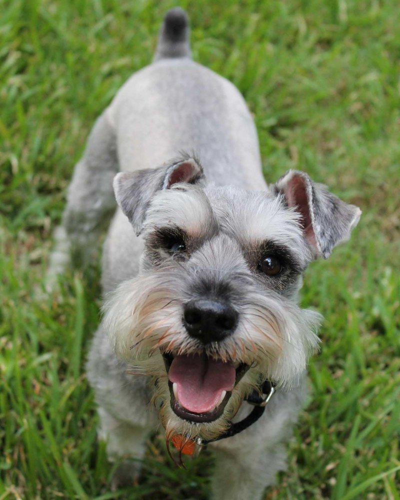 Miniature Schnauzer Dog Breed Image 9