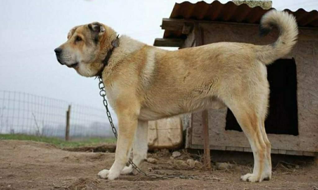 Molossus of Epirus Dog Breed Image 10