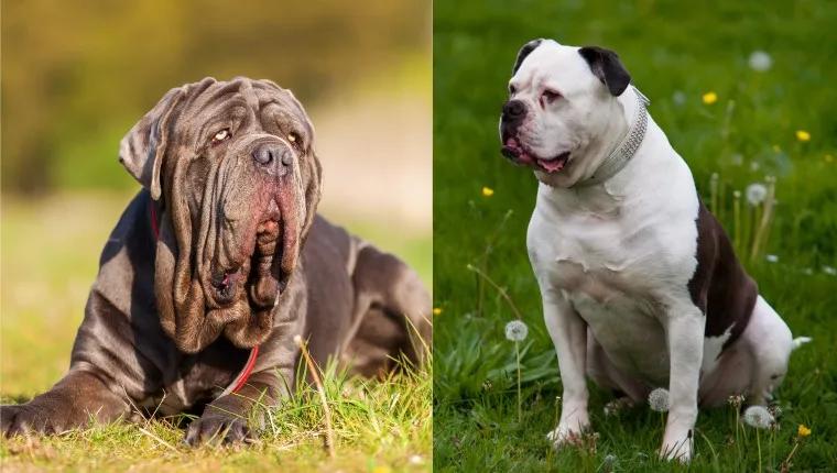 Molossus of Epirus Dog Breed Image 18