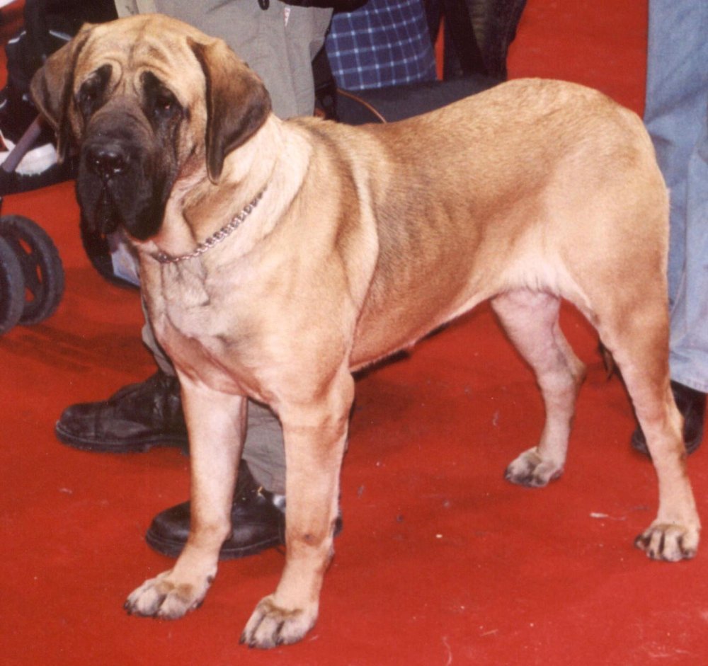 Molossus of Epirus Dog Breed Image 19