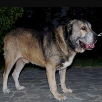 Molossus of Epirus Dog Breed Image 3