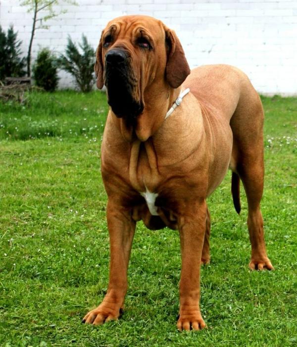 Molossus of Epirus Dog Breed Image 7