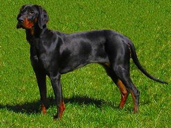 Montenegrin Mountain Hound Dog Breed Image 12