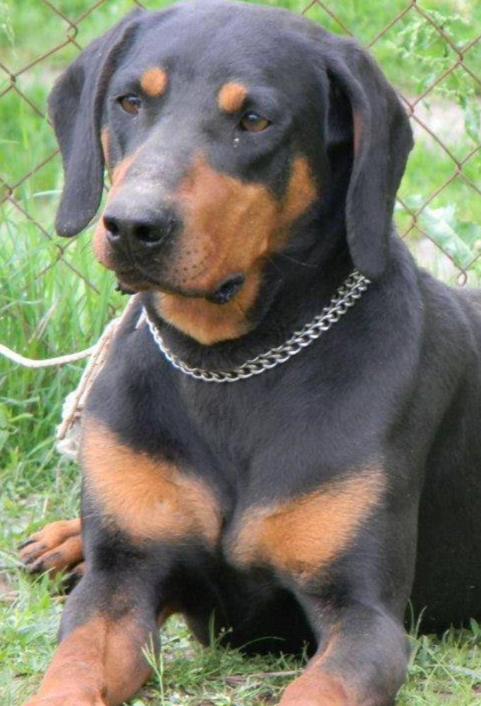 Montenegrin Mountain Hound Dog Breed Image 14