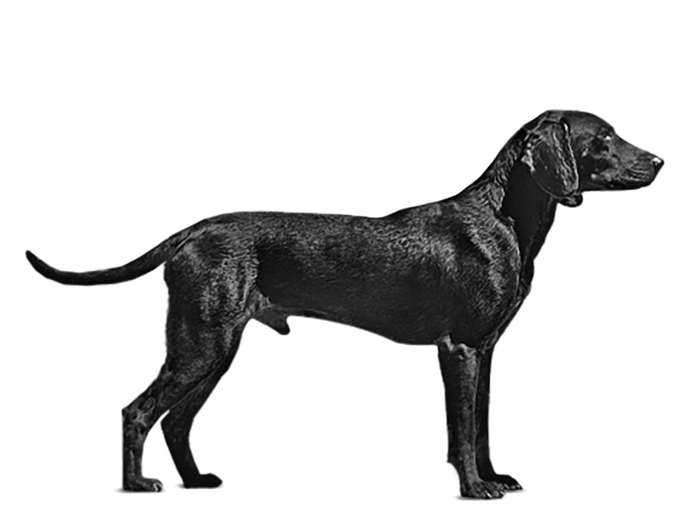 Montenegrin Mountain Hound Dog Breed Image 18