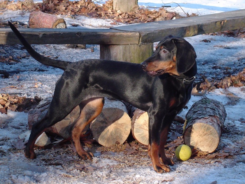 Montenegrin Mountain Hound Dog Breed Image 2