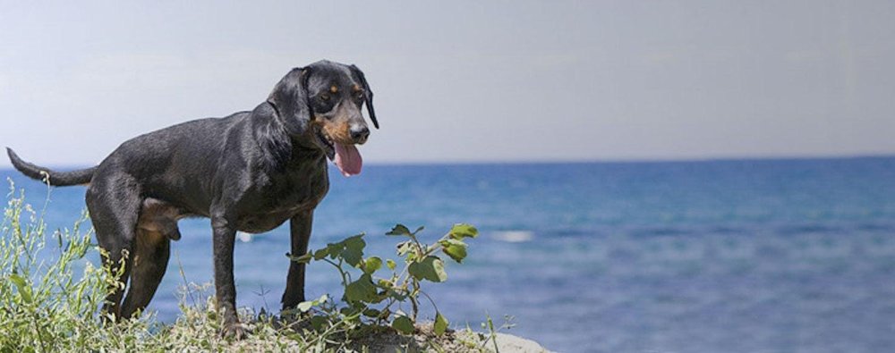 Montenegrin Mountain Hound Dog Breed Image 3