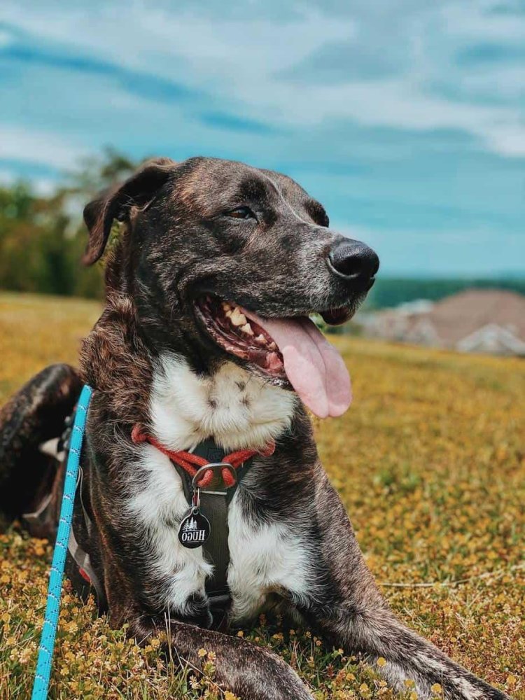 Mountain Cur Dog Breed Image 10