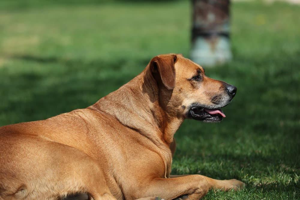 Mountain Cur Dog Breed Image 8