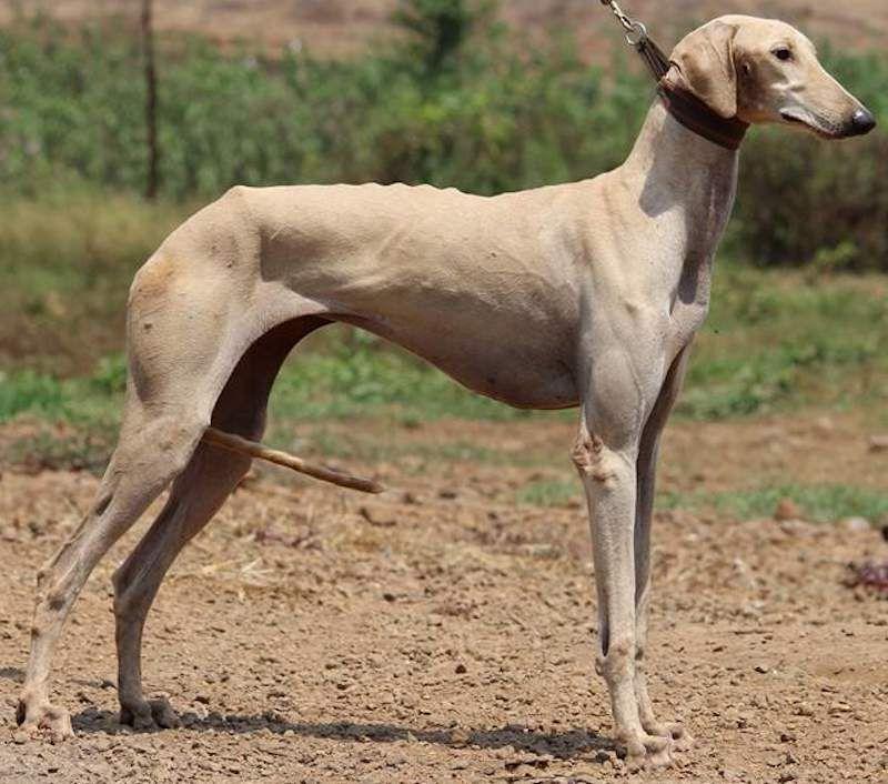 Mudhol Hound Dog Breed Image 13