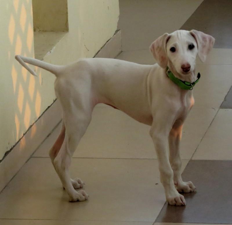 Mudhol Hound Dog Breed Image 18