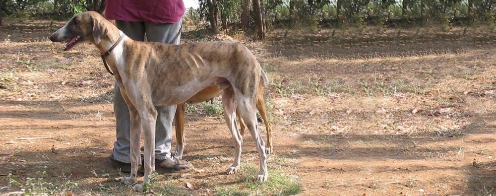 Mudhol Hound Dog Breed Image 19