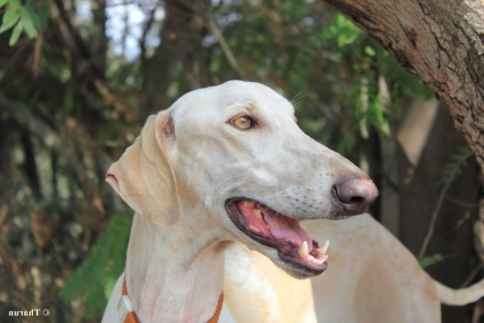 Mudhol Hound Dog Breed Image 9