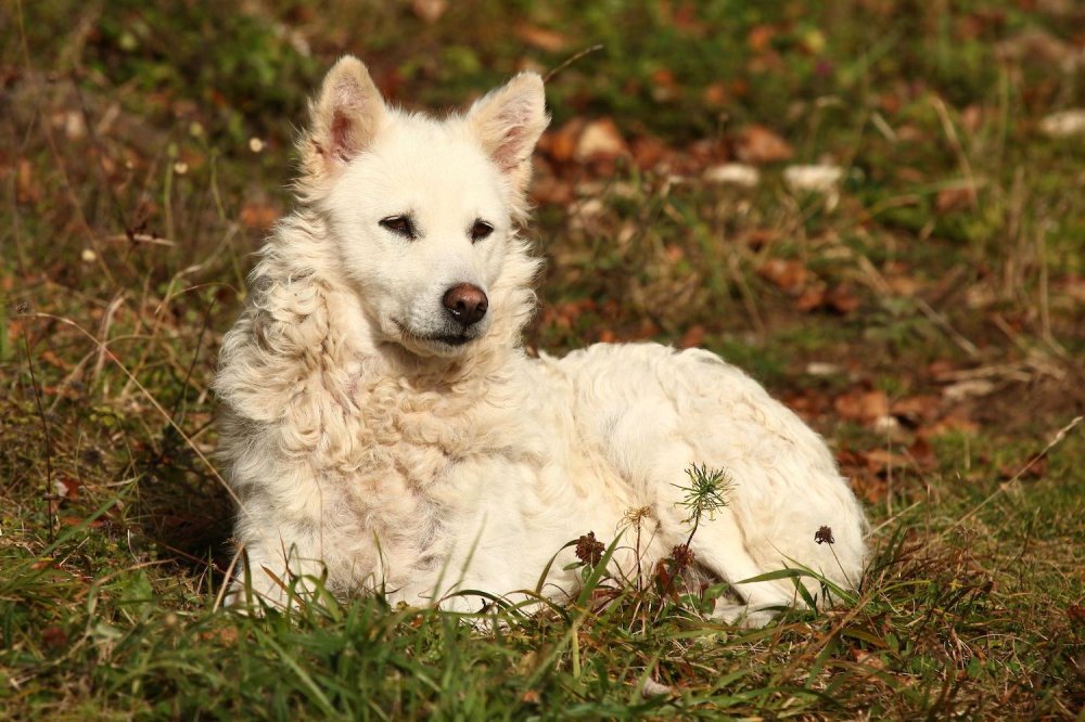 Mudi Dog Breed Image 1