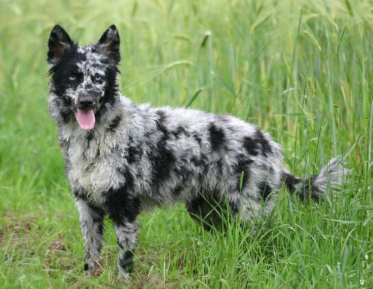 Mudi Dog Breed Image 14