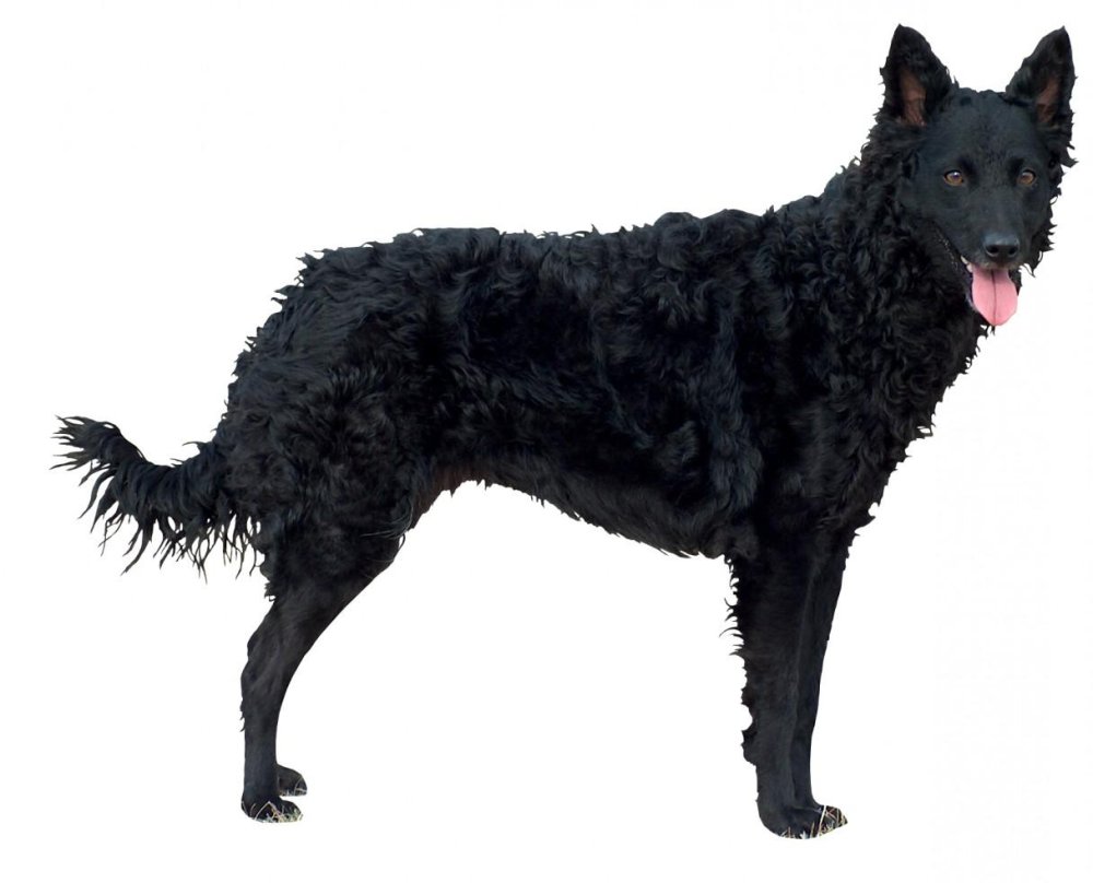 Mudi Dog Breed Image 17