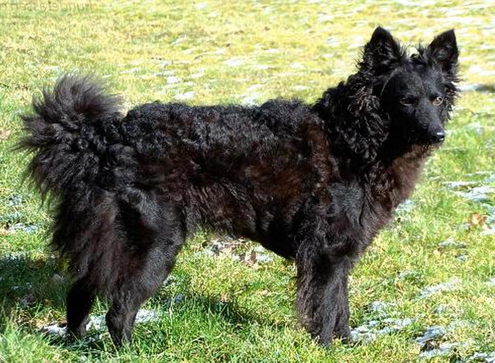 Mudi Dog Breed Image 3