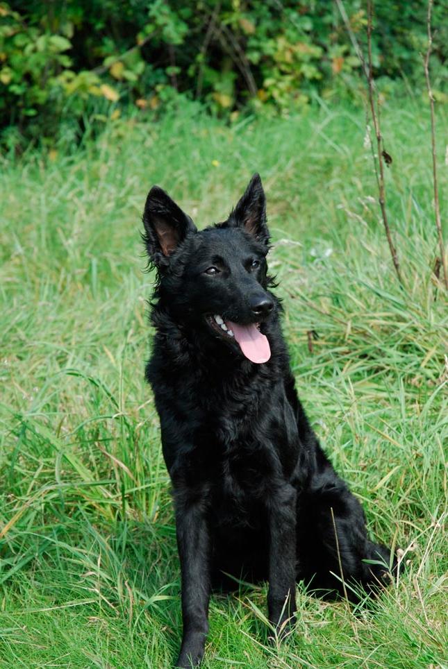 Mudi Dog Breed Image 4