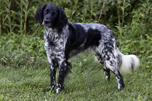 Munsterlander large Dog Breed Image 12