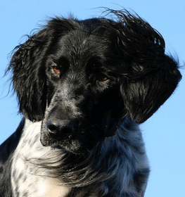 Munsterlander large Dog Breed Image 14