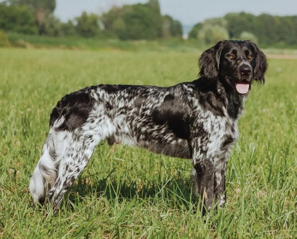 Munsterlander large Dog Breed Image 18