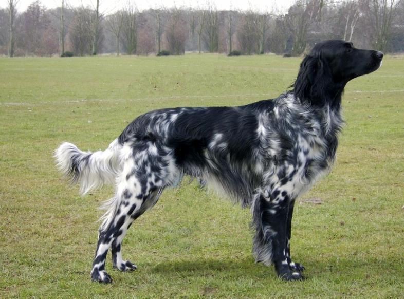 Munsterlander large Dog Breed Image 4