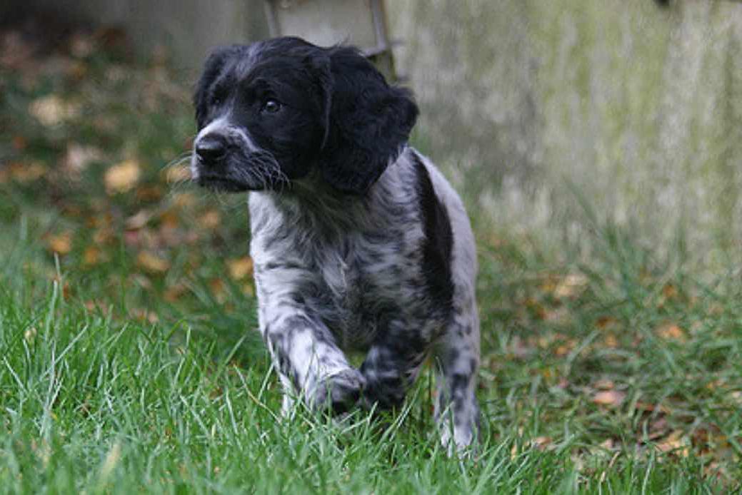 Munsterlander large Dog Breed Image 6