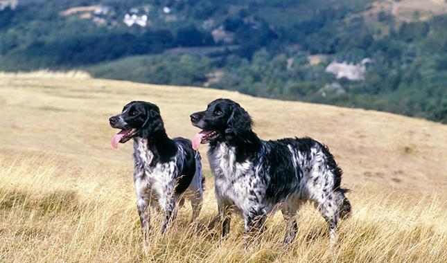 Munsterlander large Dog Breed Image 9