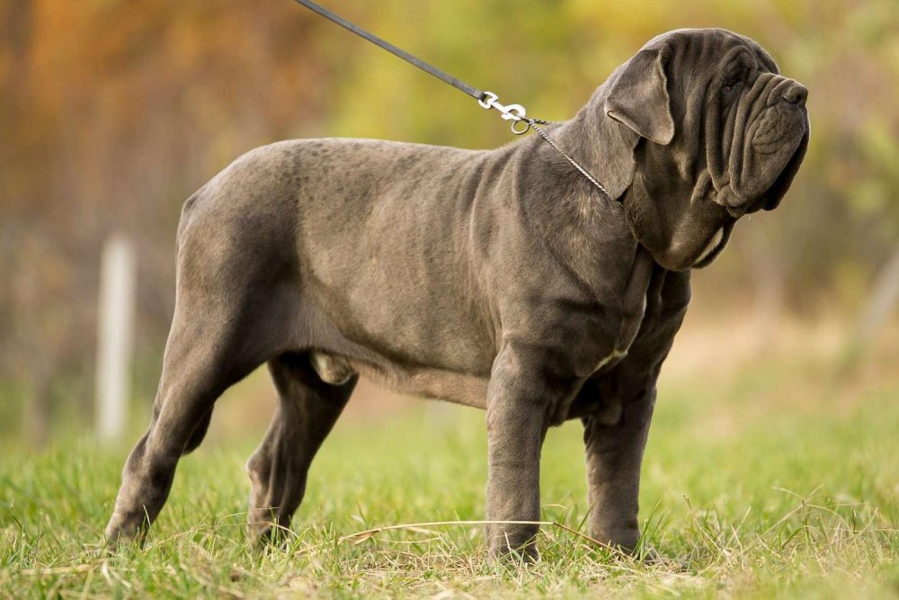 Neapolitan Mastiff Dog Breed Image 1