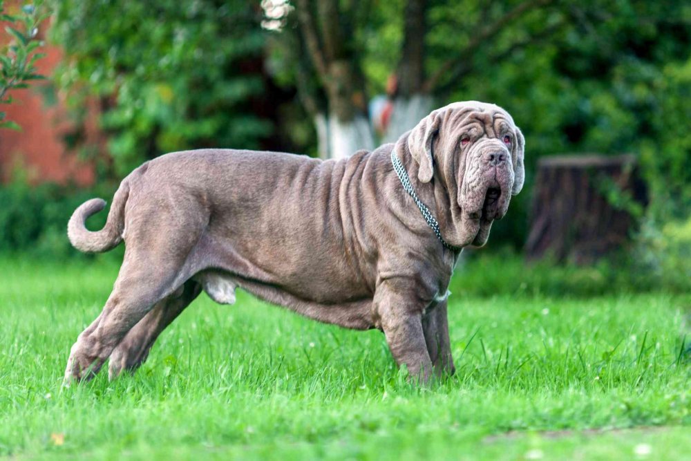 Neapolitan Mastiff Dog Breed Image 2