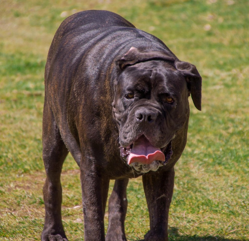 Neapolitan Mastiff Dog Breed Image 5