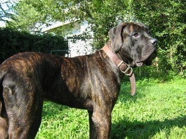 Nebolish Mastiff Dog Breed Image 10