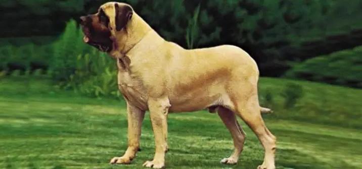 Nebolish Mastiff Dog Breed Image 6