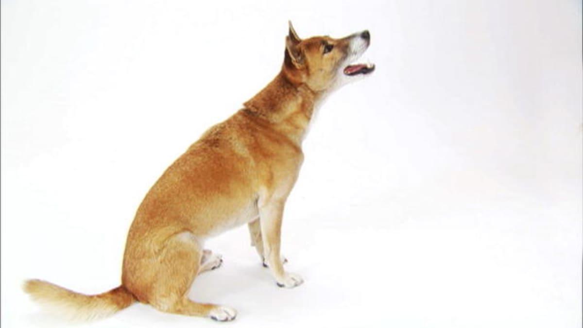 New Guinea Singing Dog Breed Image 15