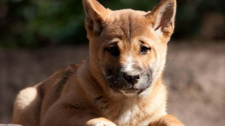 New Guinea Singing Dog Breed Image 18