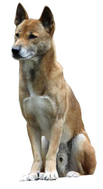 New Guinea Singing Dog Breed Image 6