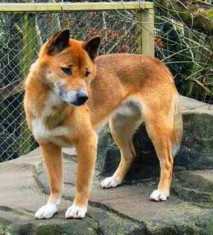 New Guinea Singing Dog Breed Image 7