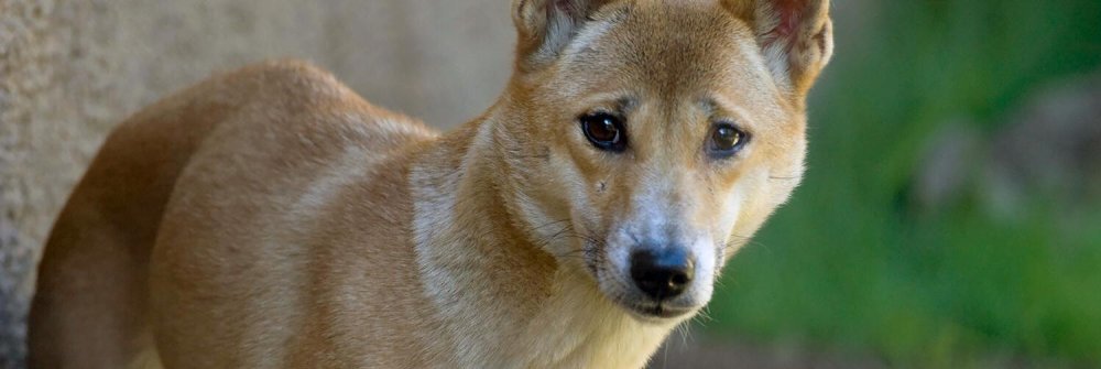 New Guinea Singing Dog Breed Image 8