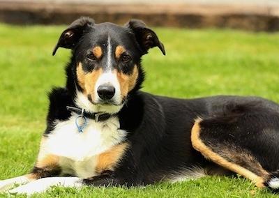 New Zealand Heading Dog Breed Image 1