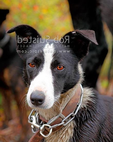 New Zealand Heading Dog Breed Image 18