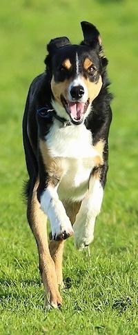 New Zealand Heading Dog Breed Image 2