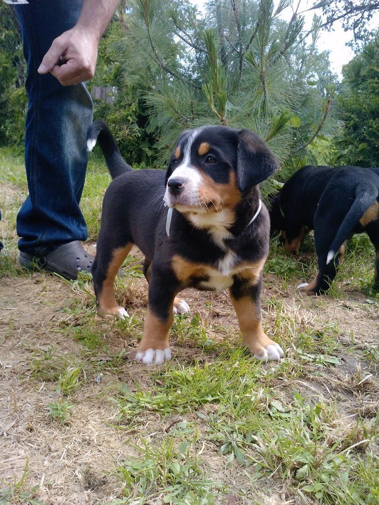 New Zealand Heading Dog Breed Image 20