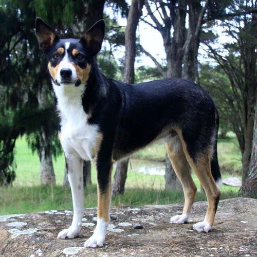 New Zealand Heading Dog Breed Image 6