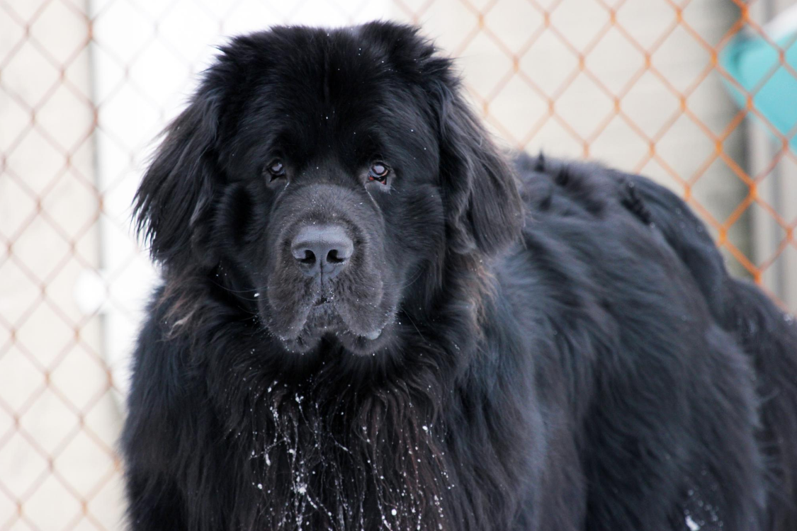 Newfoundland Dog Breed Image 12