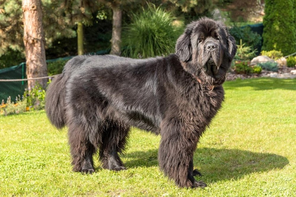 Newfoundland Dog Breed Image 14